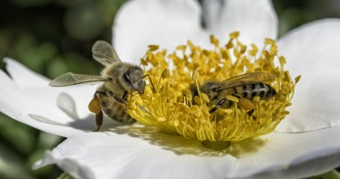 How to Develop the Fruit of the Spirit: Spiritual Pollination